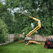 Best Root Management and Removal  in Sevierville, TN