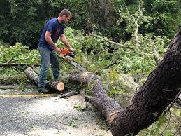 Trusted Sevierville, TN  Tree Services Experts