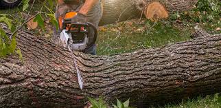 Best Commercial Tree Services  in Sevierville, TN