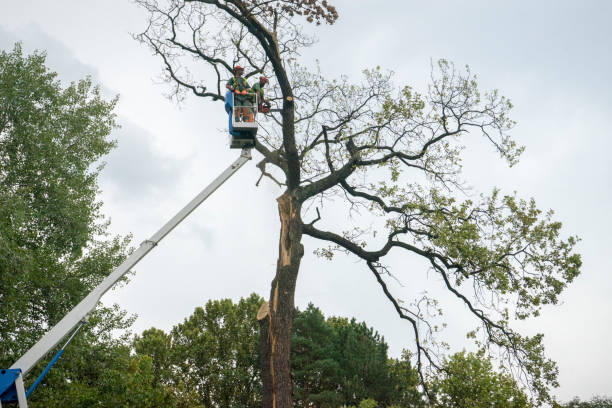 Best Leaf Removal  in Sevierville, TN