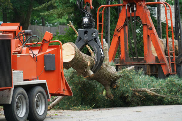 Best Seasonal Cleanup (Spring/Fall)  in Sevierville, TN