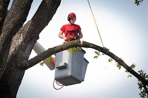 How Our Tree Care Process Works  in  Sevierville, TN