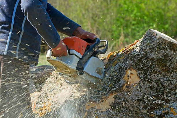 Best Tree Risk Assessment  in Sevierville, TN