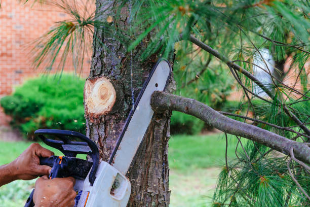 Best Palm Tree Trimming  in Sevierville, TN